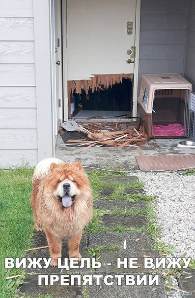 Субботняя деградация