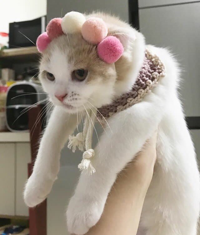 Коты и Кошки