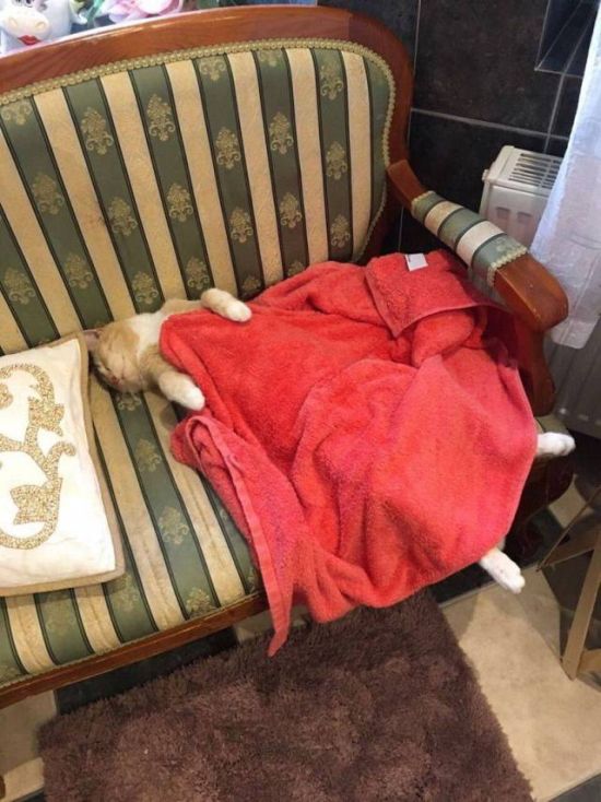 Коты и Кошки