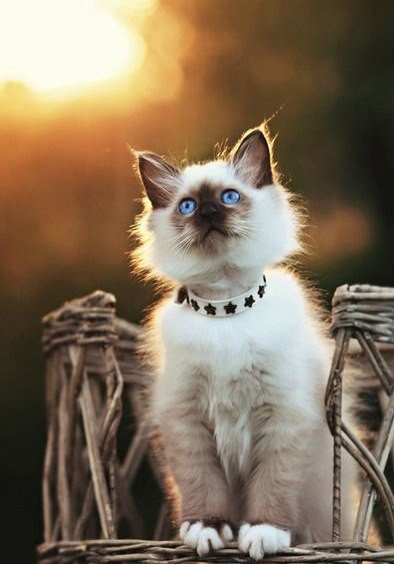 Прикольных котов пост