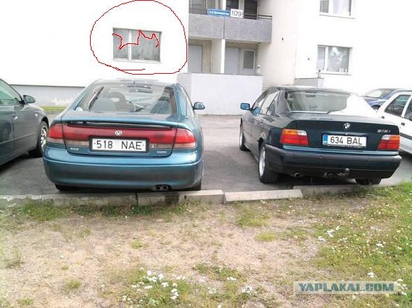 Найдите кота.