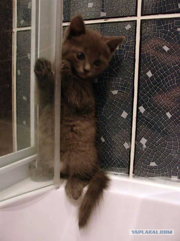 Котовторник на ЯПлакалъ: Кото и кто-то!