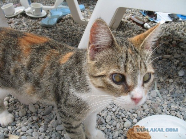 Котовторник начался