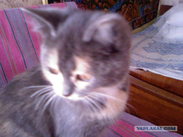 Котовторник 1.02.2011