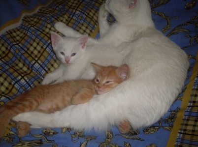 Котовторник в "КотоГетто"