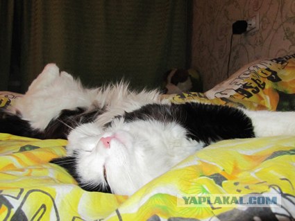 Котовторник (начало в супермаркете!)