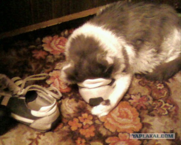 Котовторник (07.02.2012)
