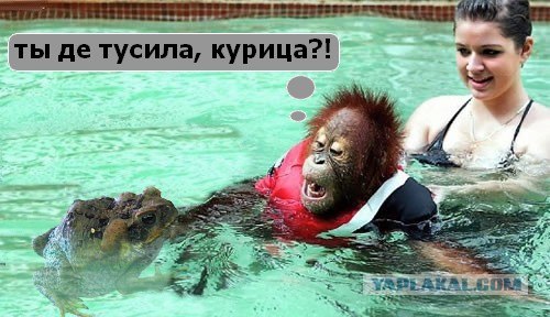 Обсуждение: Дуэль по Фотожабе номер 1