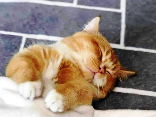 Котовторник (свои добавляем)