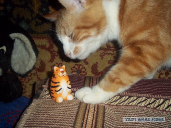 Котовторник 26.03.2013