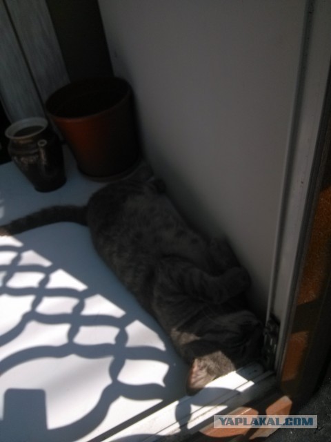 Котовторник 23.07.2013