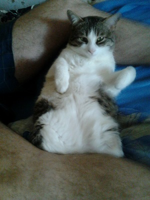 Кот барсик