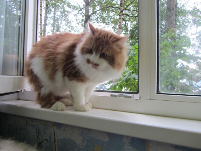 Котовторник   17.12.2013