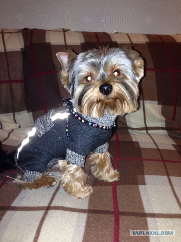 Как собаки встречают и провожают хозяев