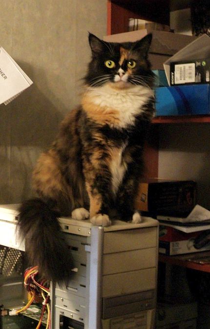 Самые популярные клички кошек и котов