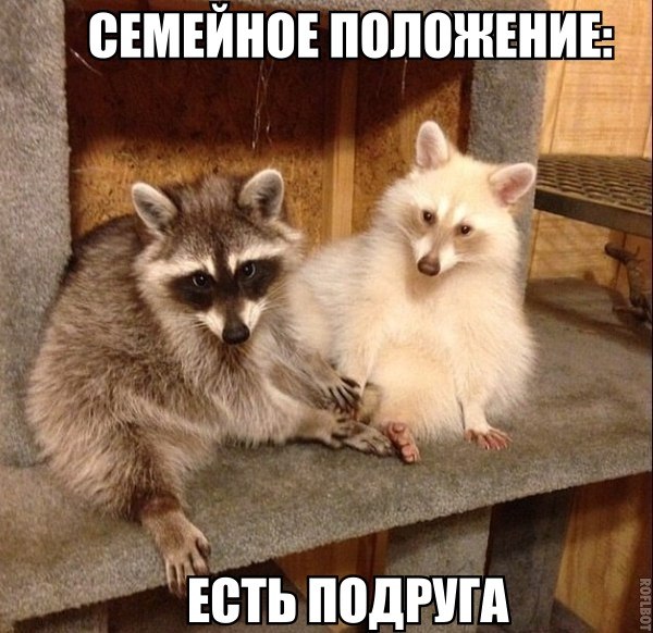 100 самых ценных фотографий енотов