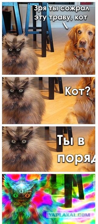 Известные котомемы.