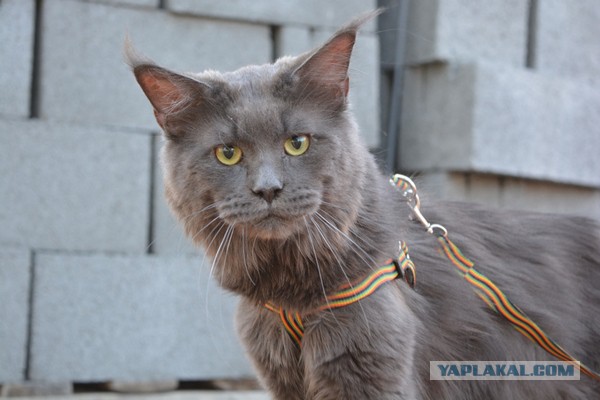 Удивление по-кошачьи