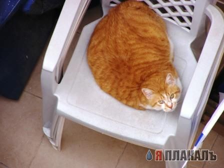 Коты, кошки, котята