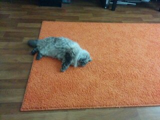 Котовторник 22.03.2016