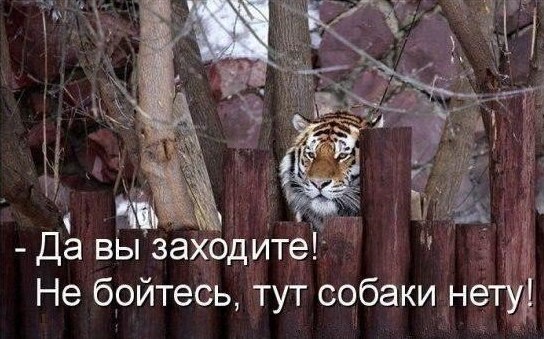 Божьи твари