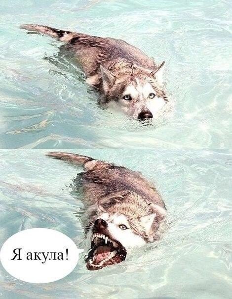 Мохнатые беспредельщики