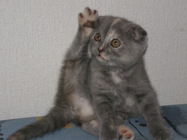 Коты из сети