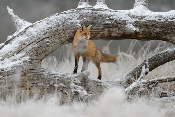 Самые смешные животные