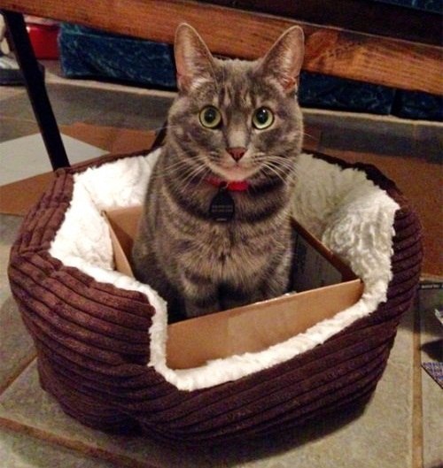 Коты и Кошки