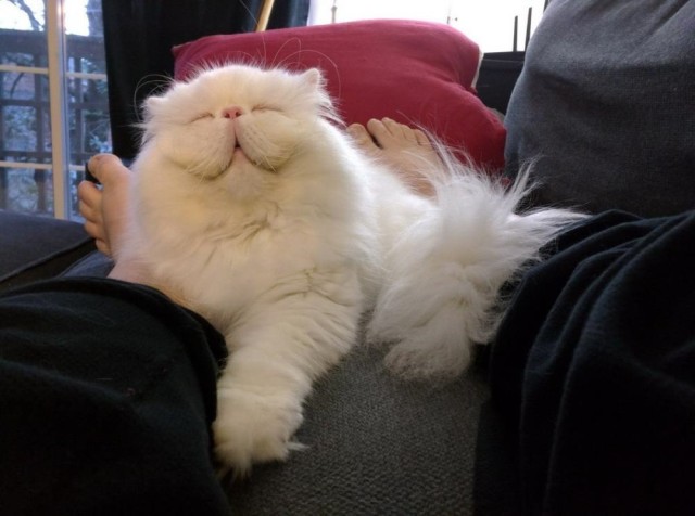 Коты и Кошки