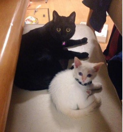 Коты и Кошки