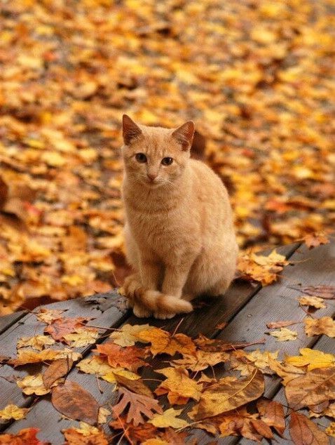 Коты и Кошки