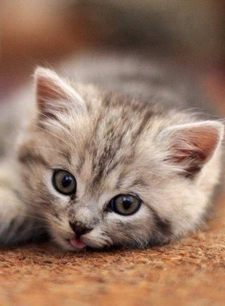 Коты и Кошки