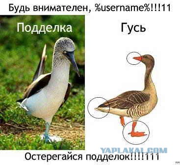 Неравенство полов