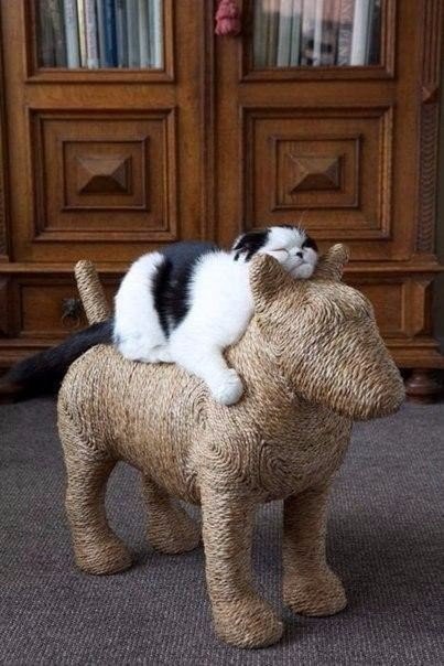 Коты и Кошки