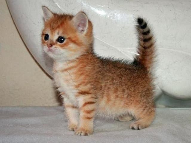 Коты и Кошки