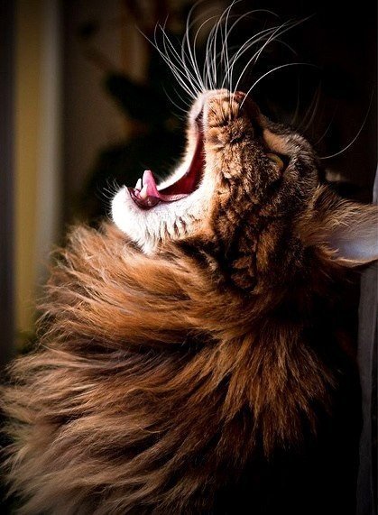 Фотобомбы котов