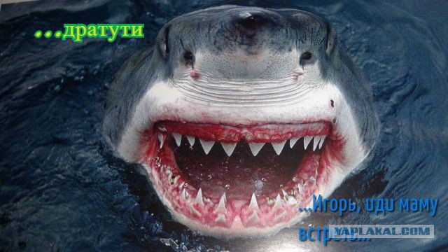 Акула атаковала дайвера