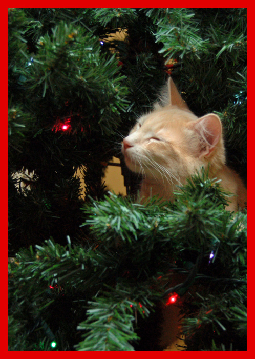 Новогодний КОТОВТОРНИК!
