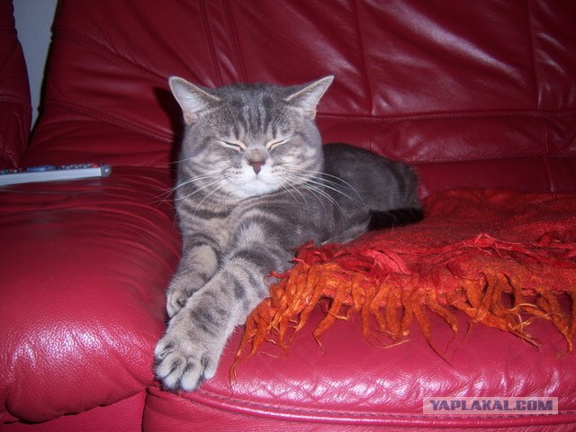 Котовторник на ферме (65 фот)