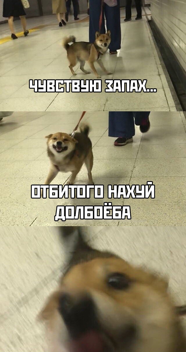 Сотка