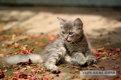 Первый котовторник июля
