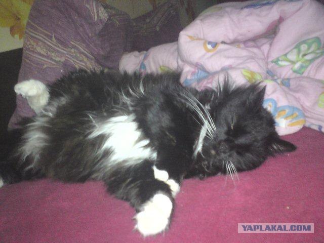 Котовторник 17 января