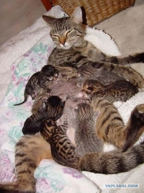 Котовторник (31.01.2012)