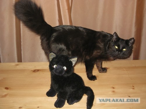Котовторник (07.02.2012)
