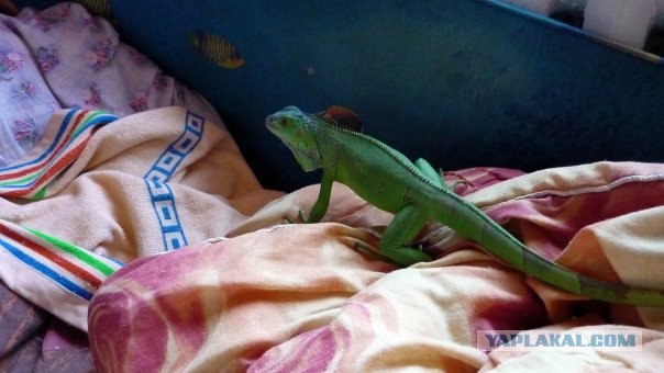 Домашний дракон.