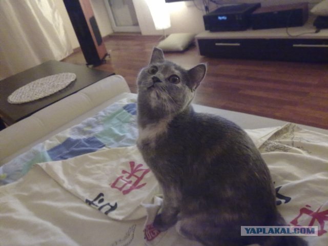 Котовторник 29.05.2012