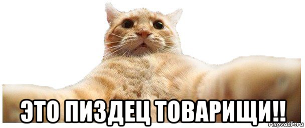 Украли кота. Странная история, странные люди.
