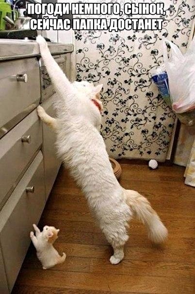 Картинки с котами и про котов