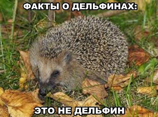 Чуток картинок 02.11.19